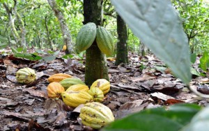 cacao